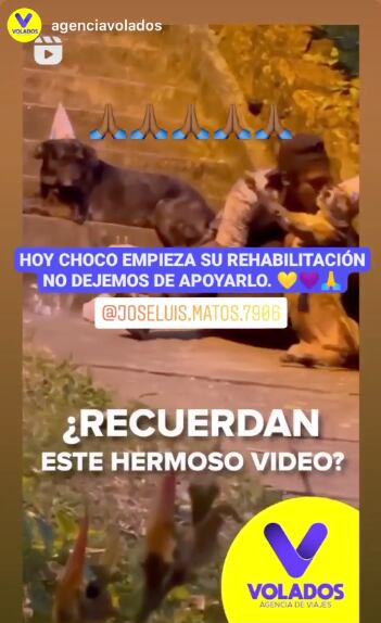 Hombre sin hogar que celebró a sus perritos