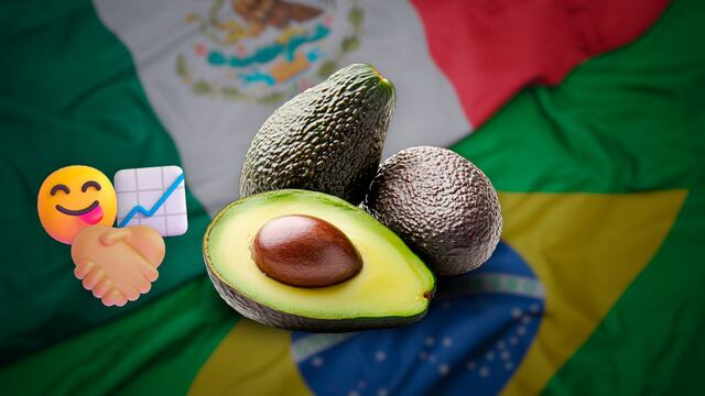 Aguacate mexicano ahora llegará a Brasil