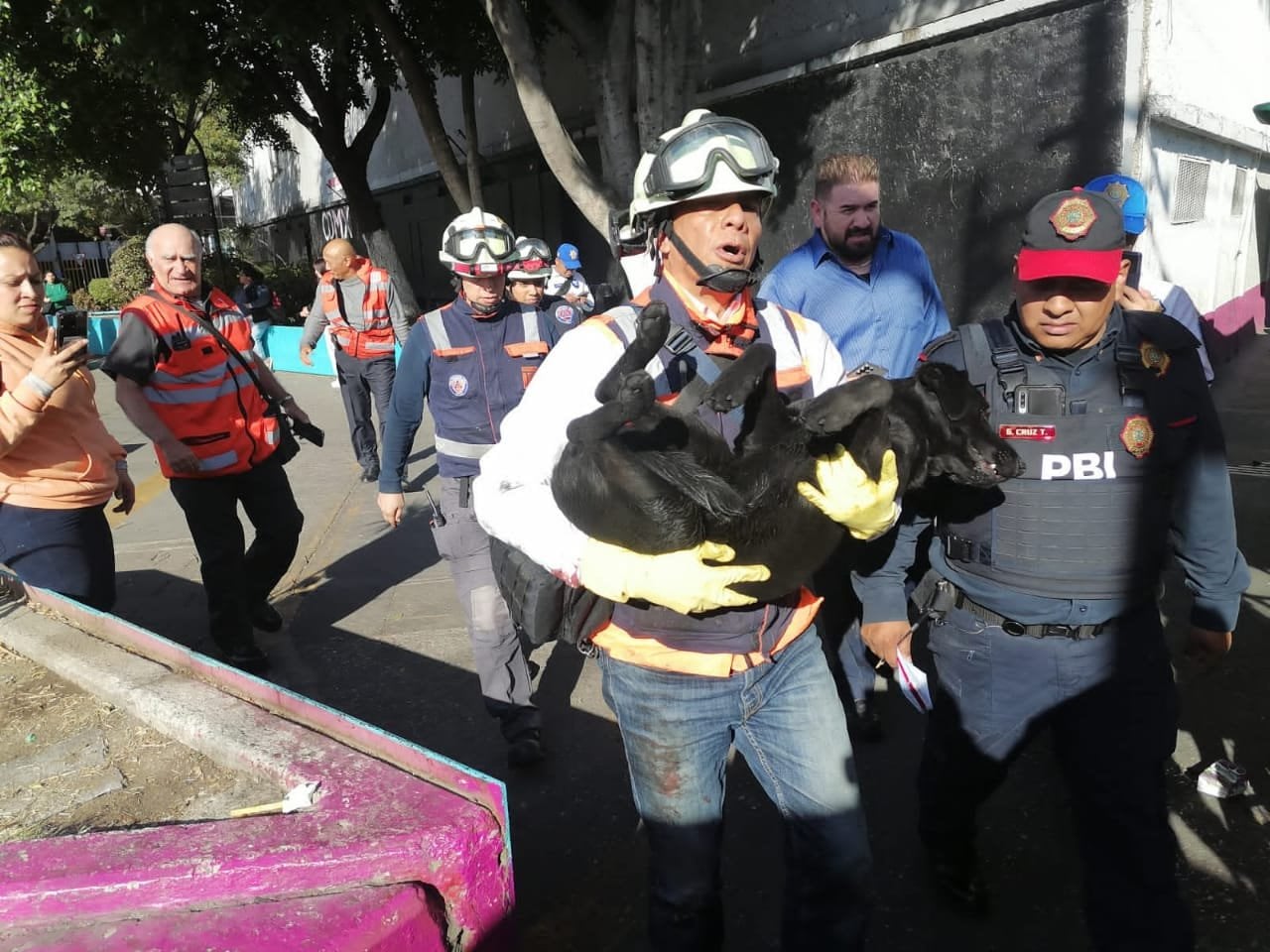 Metro CDMX: Rescatan a perrito en Línea 8
