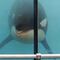 Esta orca cumple 47 años en cautiverio y en redes exigen su liberación