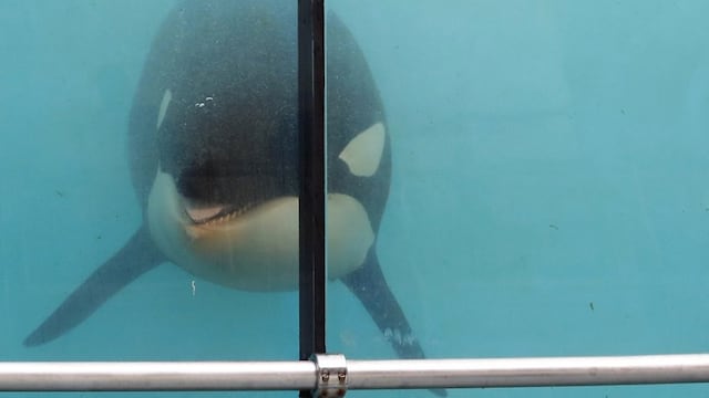 Philip Levine, alcalde de Miami, pide que sea liberada lo antes posible.