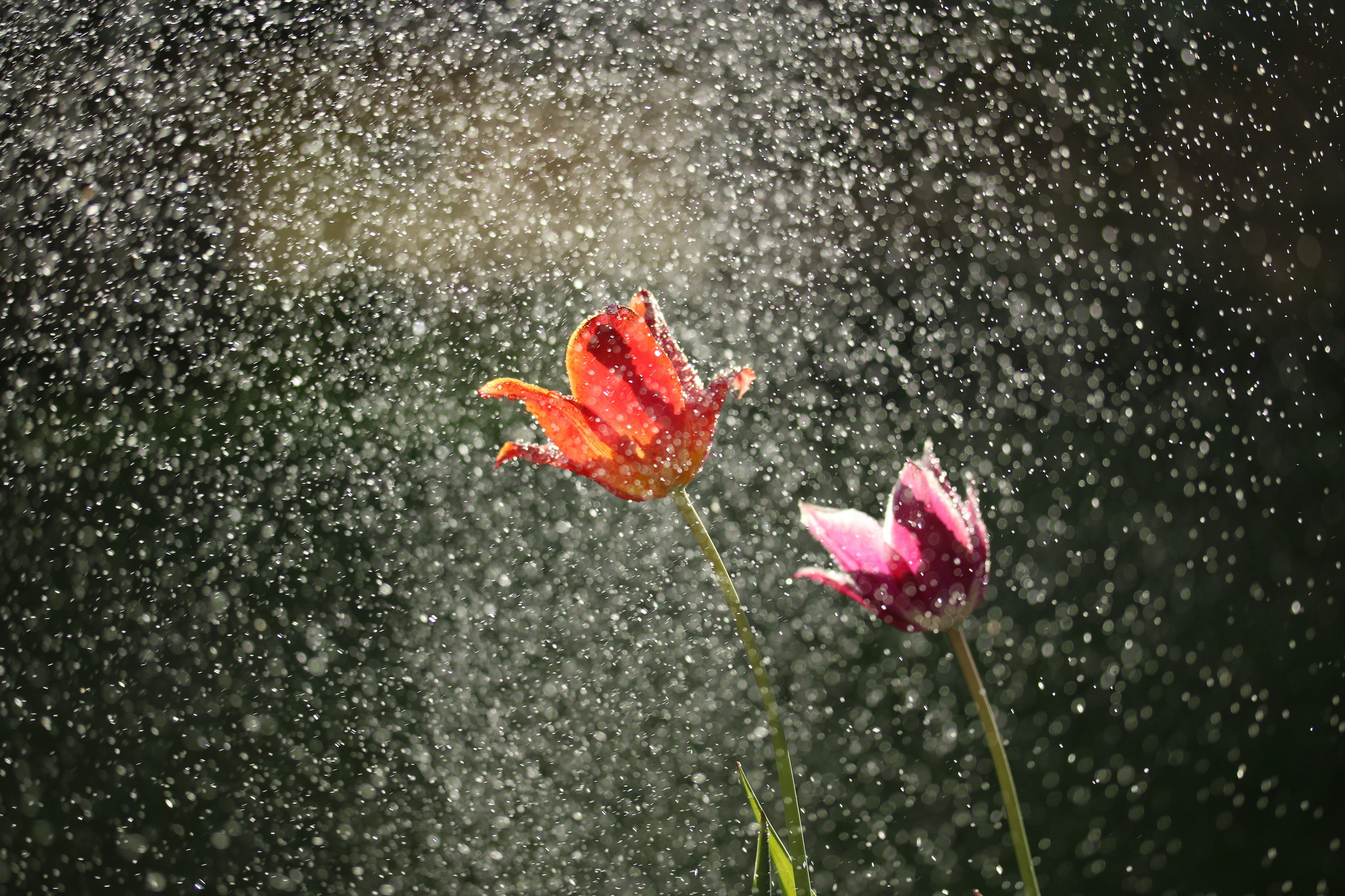 Lluvia