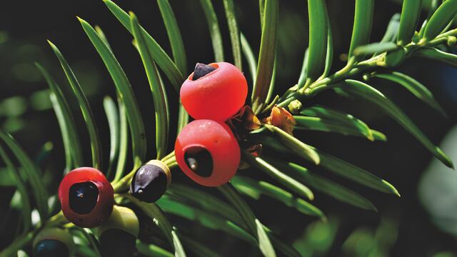 Niños mueren por ingerir fruto tóxico