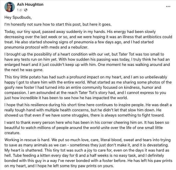 Tater Tot, el gato enojado de TikTok murió