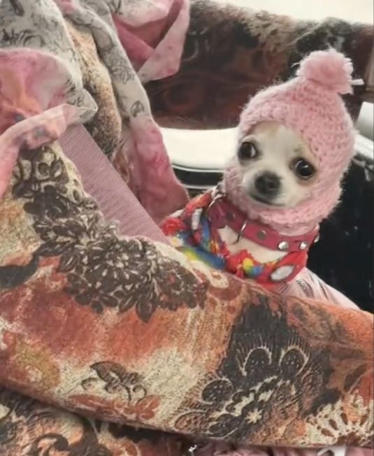 Perrito con gorro en TikTok