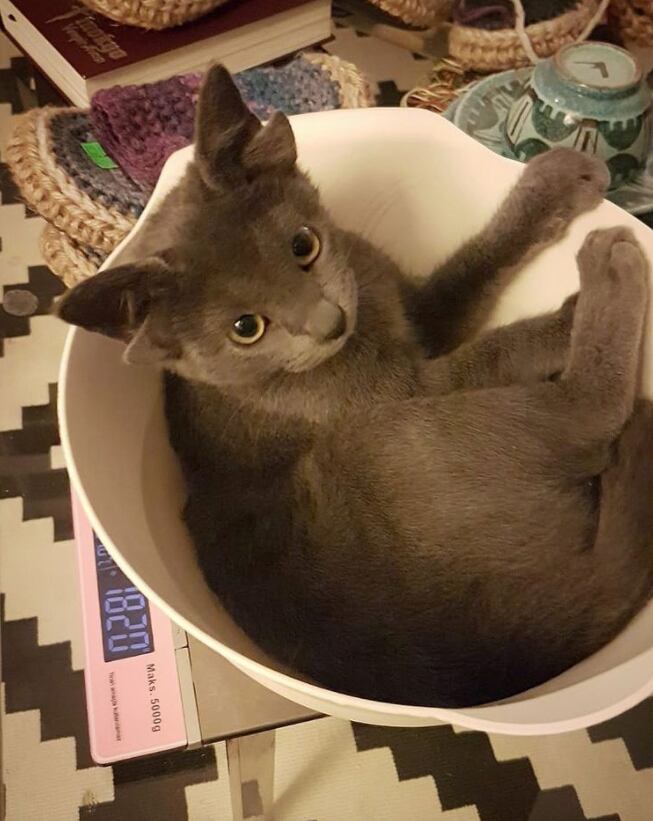 'Midas', la gatita con cuatro orejas