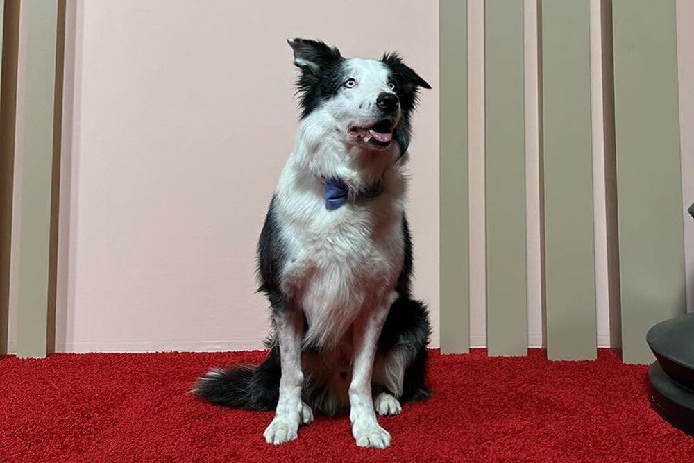 La injusta razón por la que Messi, el perro actor de Anatomía de una caída, no irá a los premios Oscar 2024