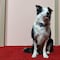 La injusta razón por la que Messi, el perro actor de Anatomía de una caída, no irá a los premios Oscar 2024