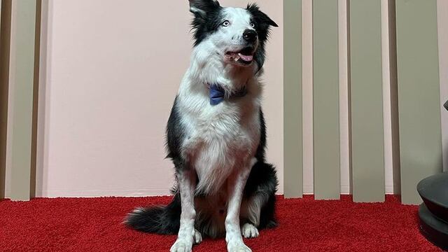 La injusta razón por la que Messi, el perro actor de Anatomía de una caída, no irá a los premios Oscar 2024