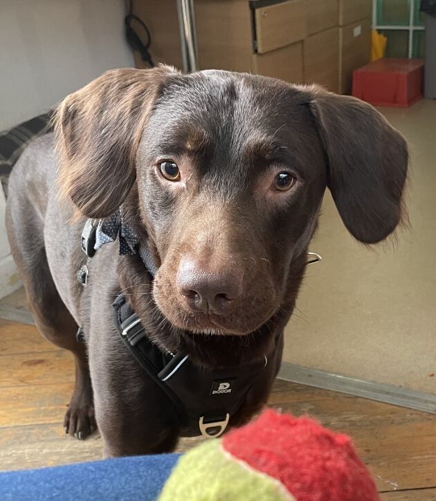 Coco, perrito alcohólico