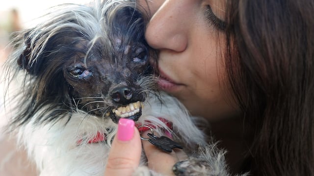 Peanut, el perro "más feo" del mundo y Holly
