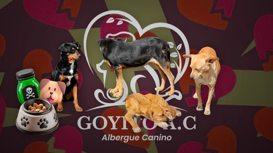 Albergue en León denuncia haber recibido comida presuntamente envenenada para sus perros