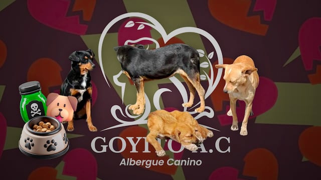 Albergue en León recibió comida para perros envenenada