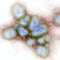 Síntomas del virus B, la enfermedad que ya tiene un caso en humanos y pone en alerta a Hong Kong