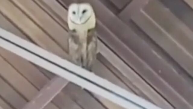 Cantan a lechuza para ahuyentarla