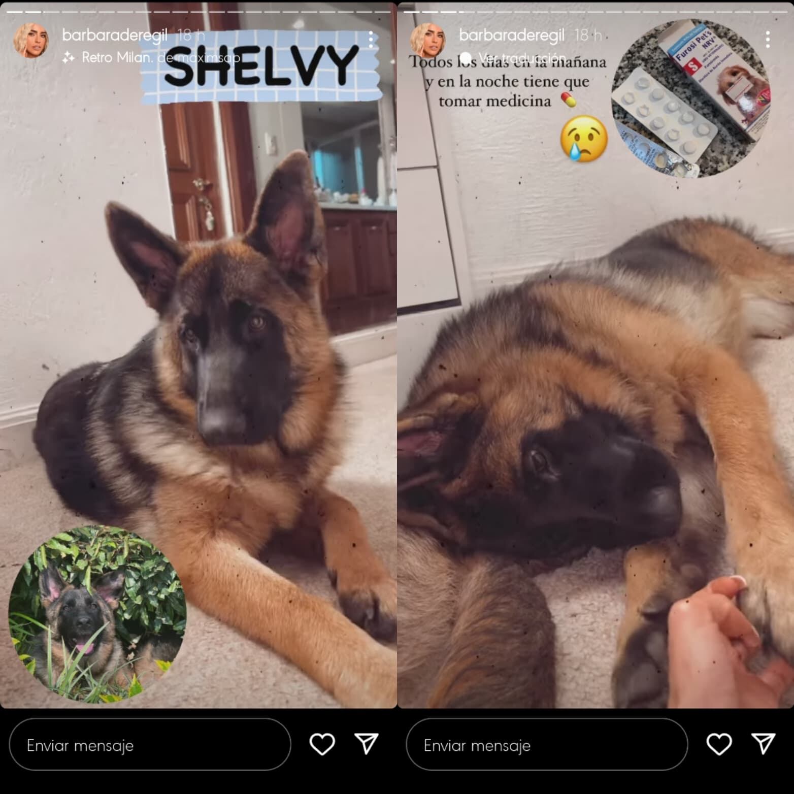 Bárbara de Regil habla sobre su nueva perra Shelvy.