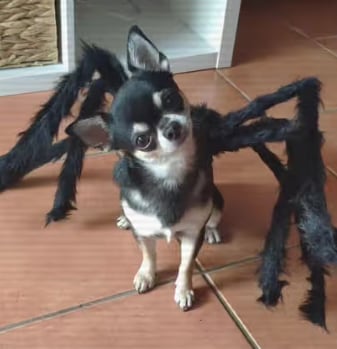 Disfraces de Halloween para perro