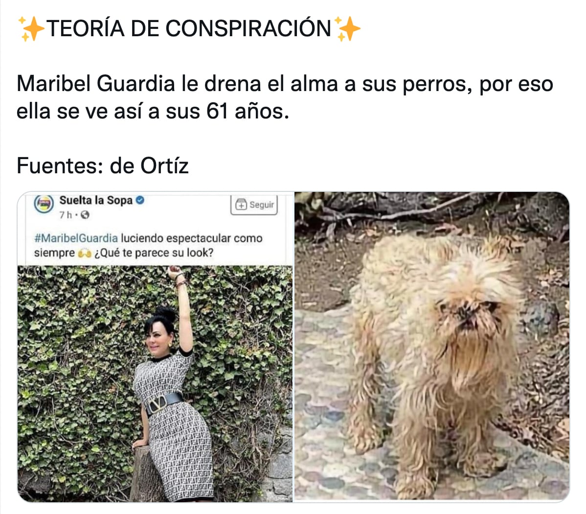 Meme perrito de Maribel Guardia