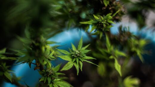 Agricultores de México se preparan para la legalización de la marihuana