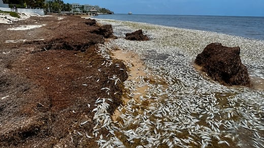 Mortandad de peces en Puerto Morelos; señalan al sargazo como posible causa
