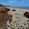 Mortandad de peces en Puerto Morelos; señalan al sargazo como posible causa