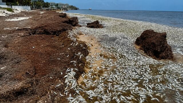 Aparecen miles de peces muertos en Puerto Morelos, Quintana Roo; investigan si el sargazo tiene algo que ver