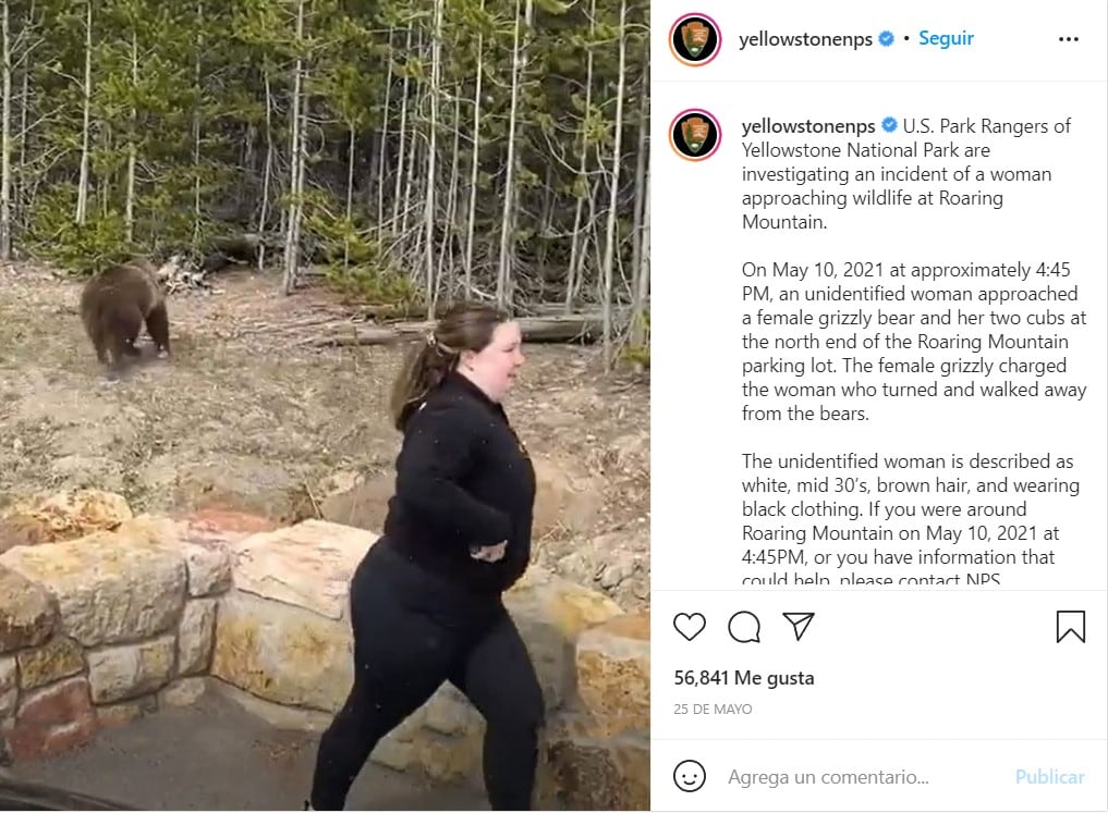 Busqueda de mujer que se acercó a osos gizzly
