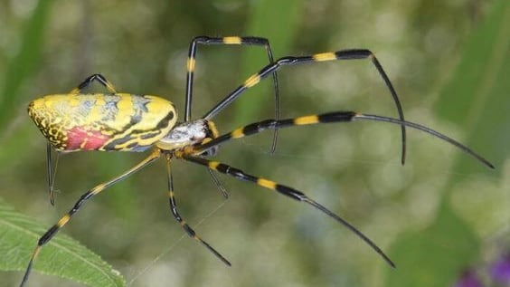 ¿La araña joro es venenosa? Voladora y gigante causa terror en este lugar
