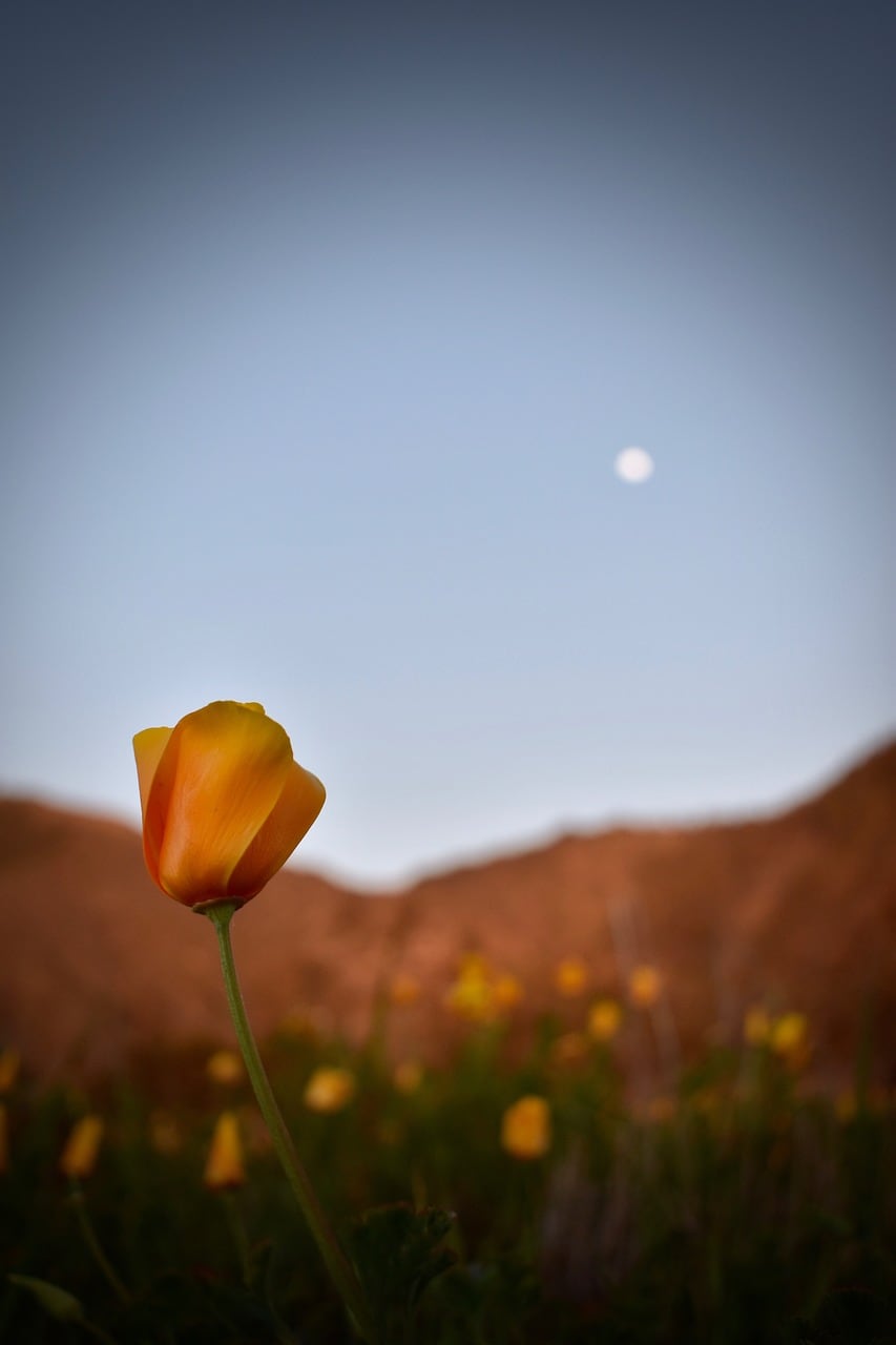 Luna de flores
