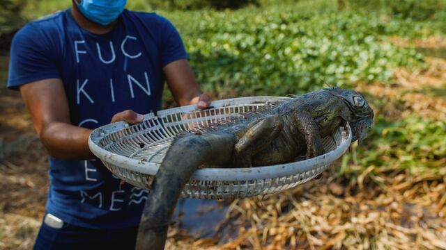 Lagarto muerto por fuga de ducto de Pemex en Veracruz