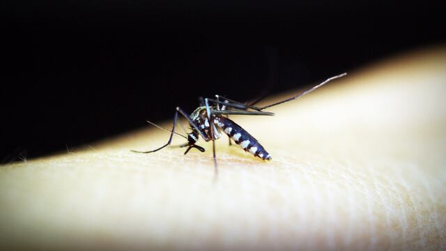 Mosquito en el brazo de una persona.