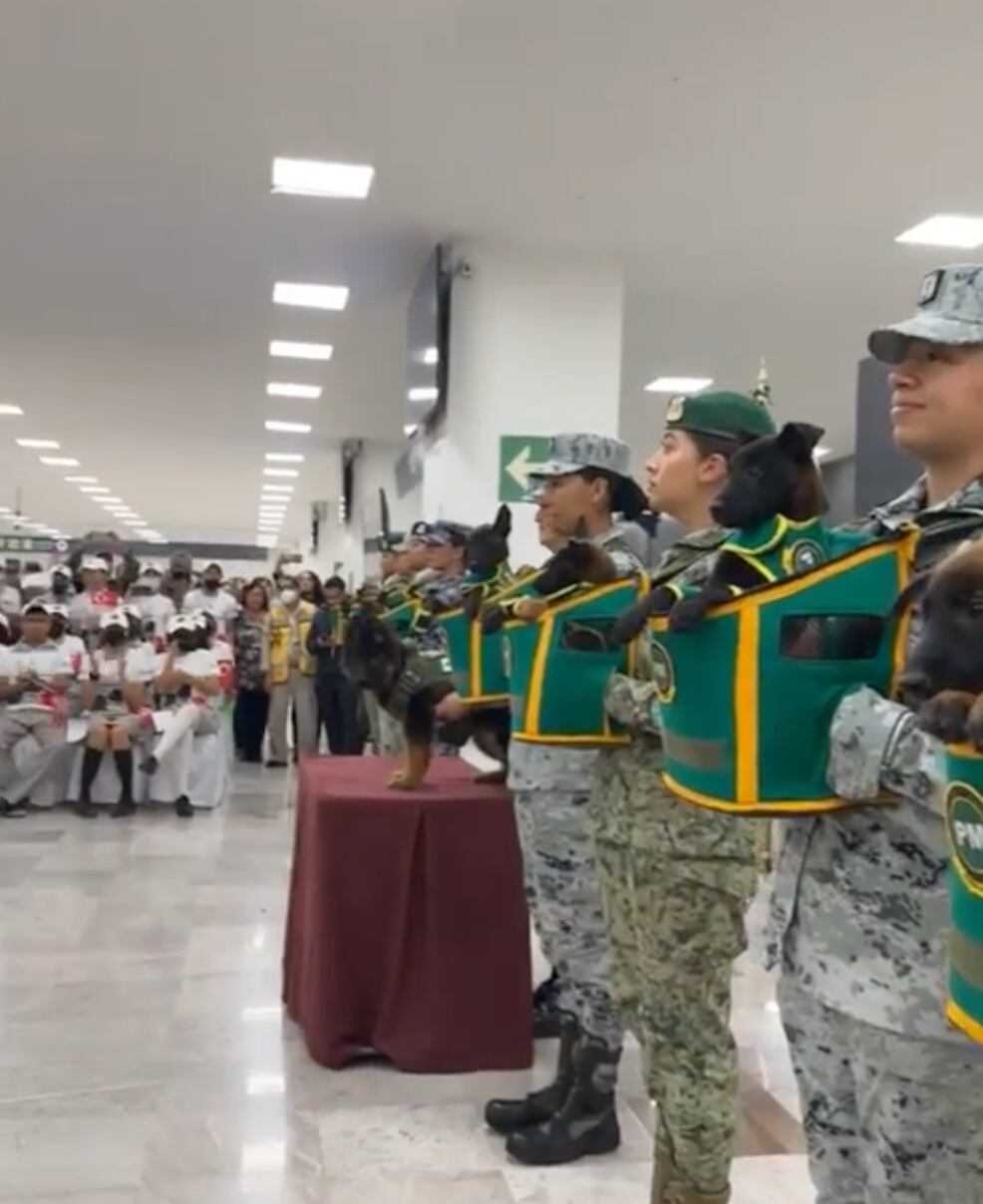 Llega al AICM perrito donado por Turquía