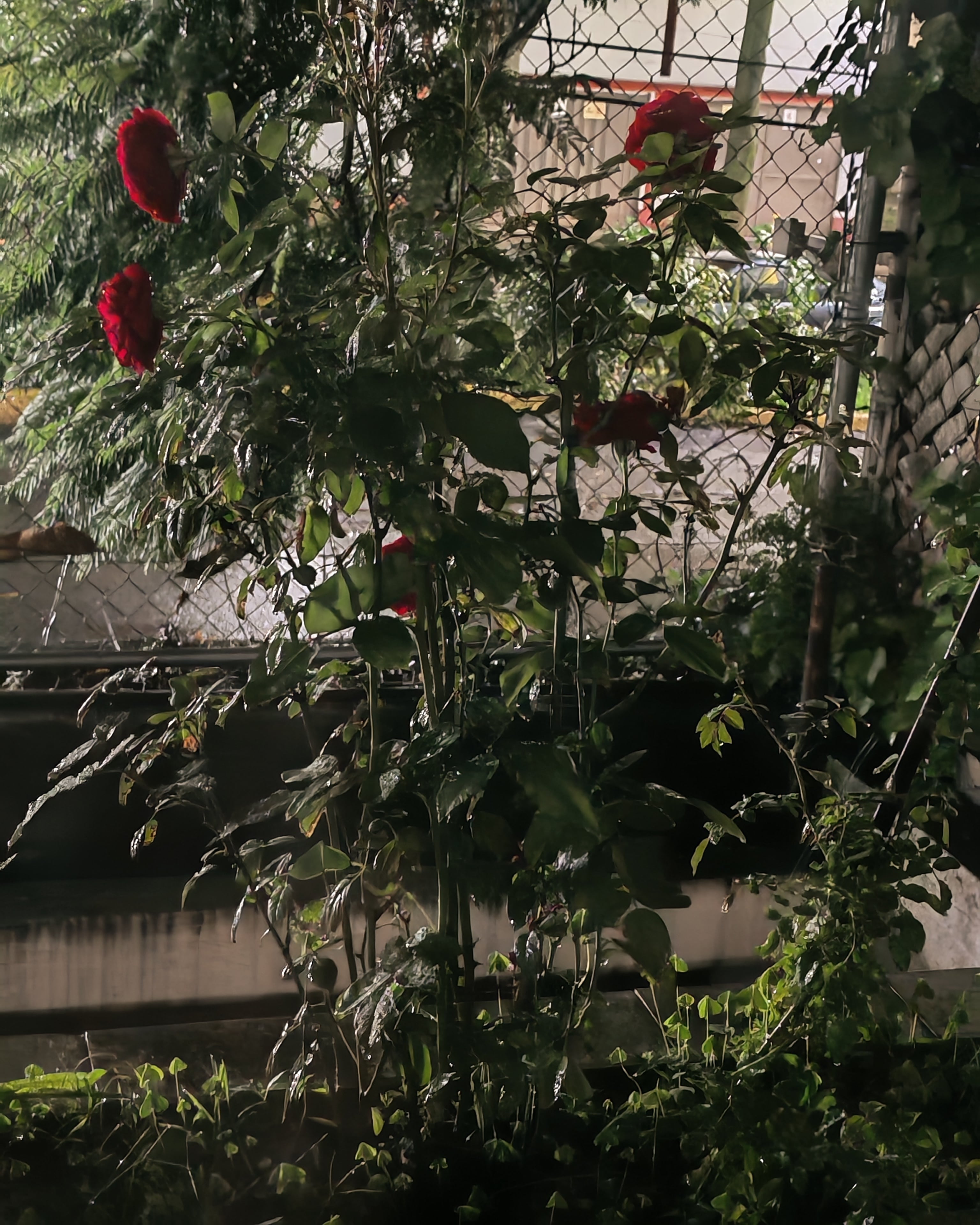 Foto tomada por el Honor 200