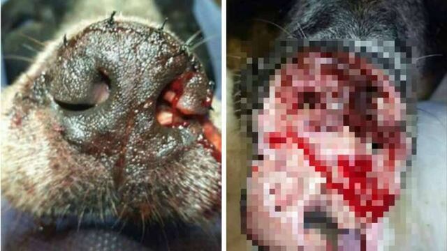 'Maja' perrita maltratada