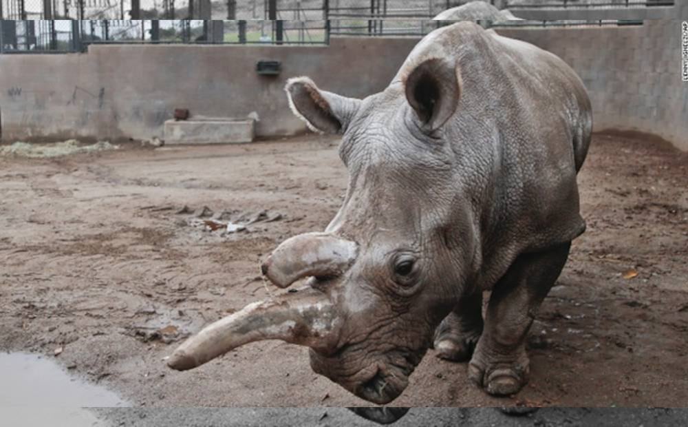 La hembra sufría una infección bactereológica de la que no pudo reponerse, por lo que médicos veterinarios le aplicaron la eutanasia la mañana de este lunes.