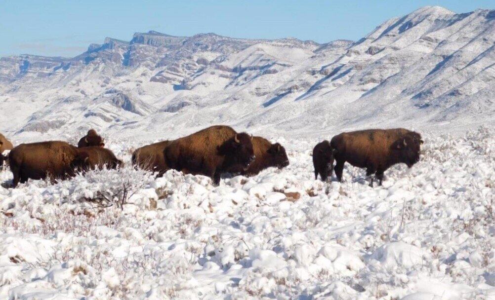 Bisonte americano en Coahuila