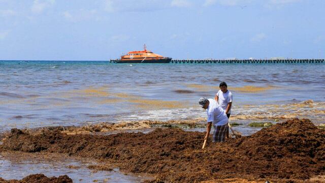 Sargazo en costas de Quintana Roo.