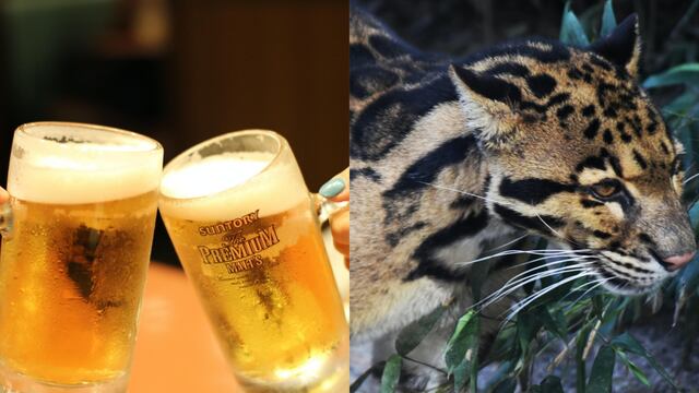 Este 4 de agosto se celebra el Día de la Cerveza y el Día del Leopardo Nublado