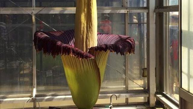 Esta flor cadáver sorprendió a Australia