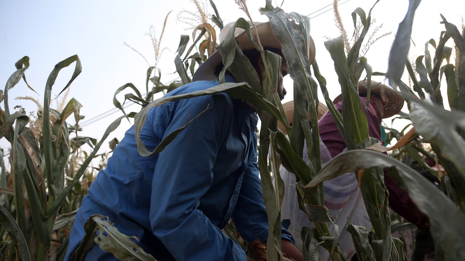 Campesinos mexicanos.