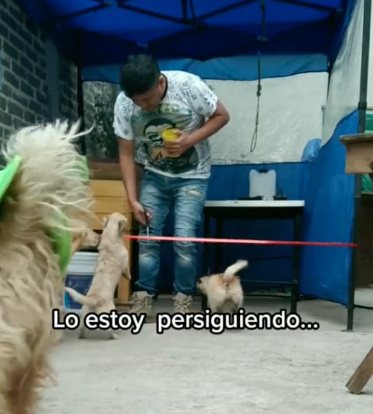 Renuncia a su trabajo y construye una estética canina
