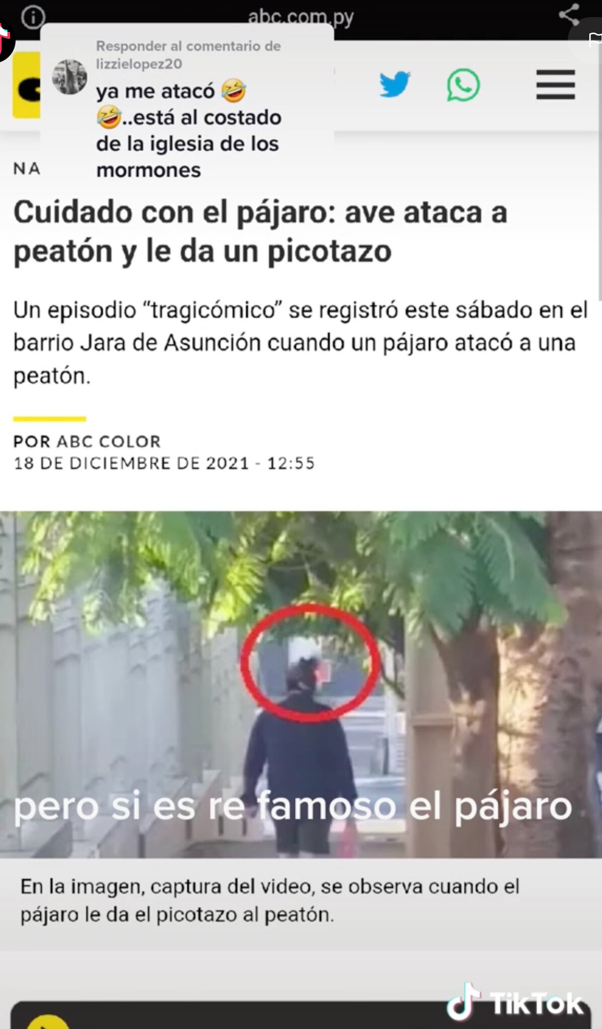 VIDEO: ¿Personal? Pájaro lo ataca siempre que pasa y lo demuestra en TikTok