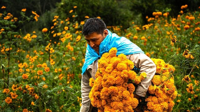 “El cempasúchil no da para vivir”, denuncian agricultores