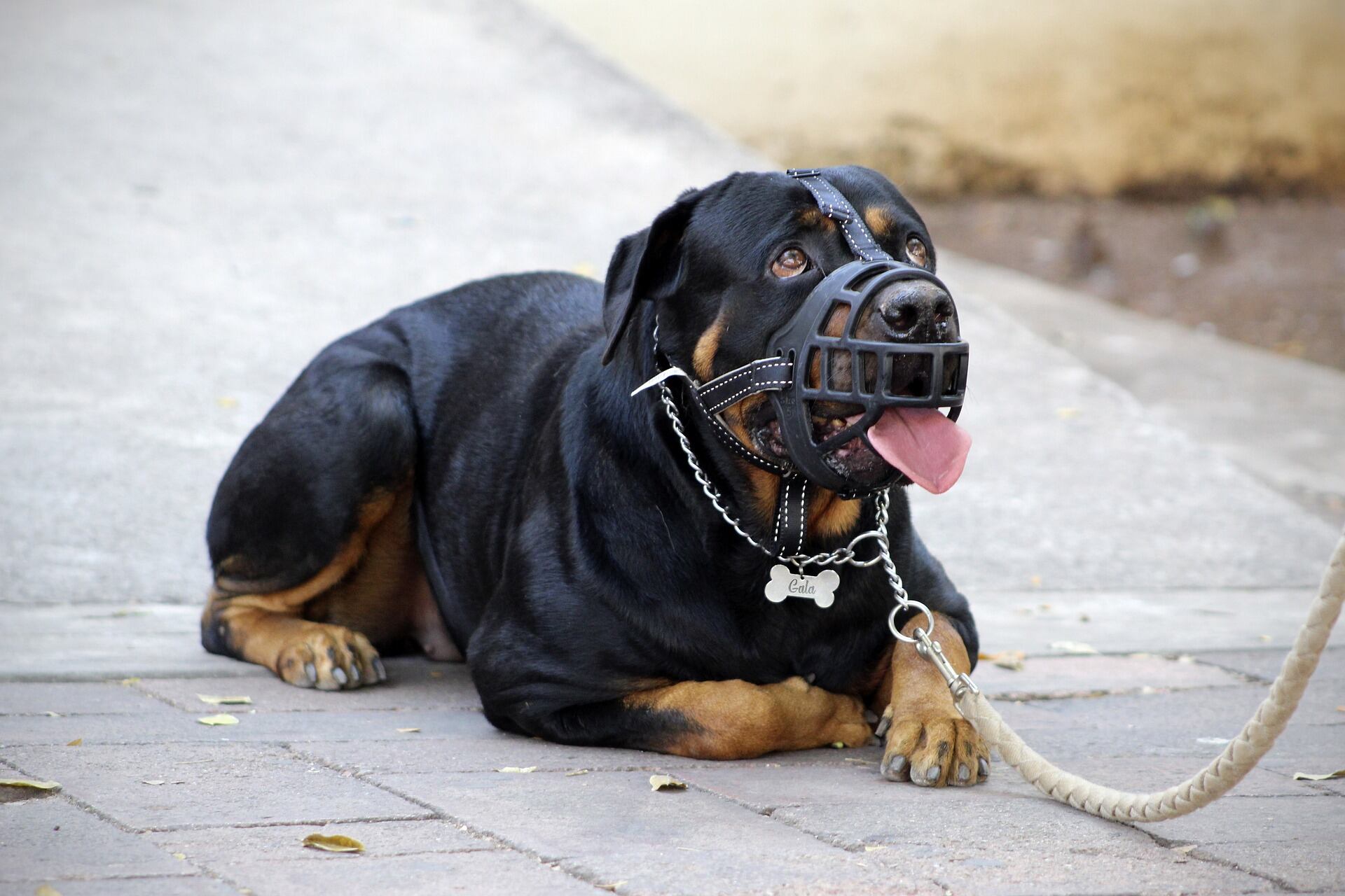 Rottweiler
