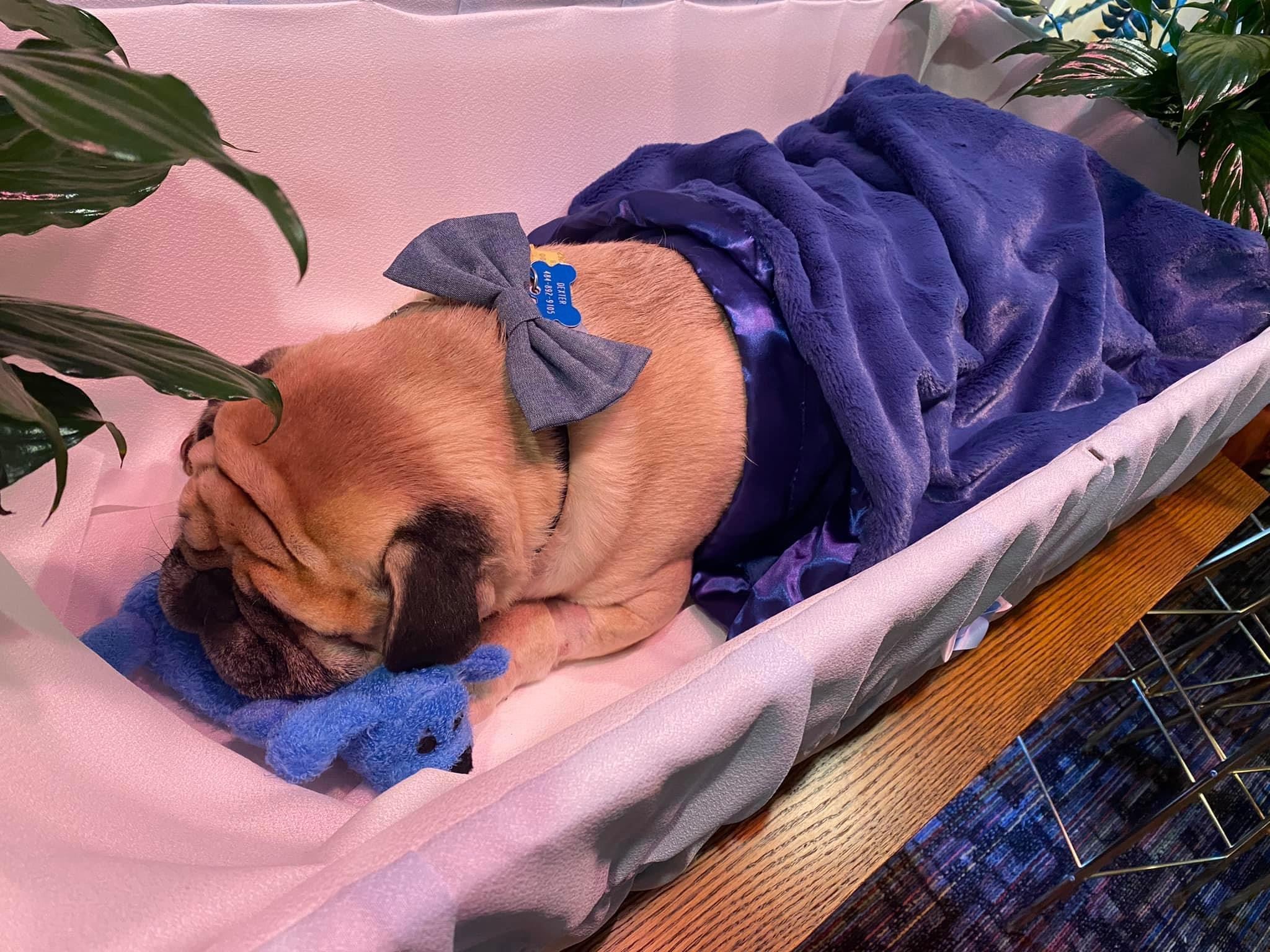 'Dexter' en el ataúd