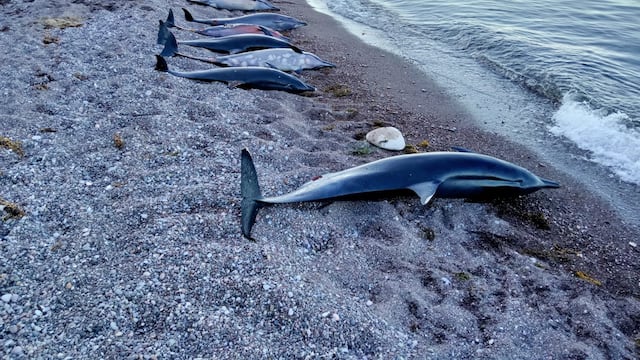 Encuentran 33 delfines muertos varados en La Paz, BCS
