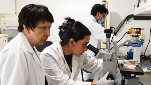 Investigadores de la BUAP desarrollan modelos para predecir la regeneración de la matriz extracelular en ratas Wistar