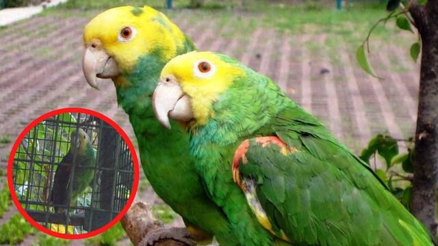 Profepa decomisa 30 loros de diferentes especies en Morelos