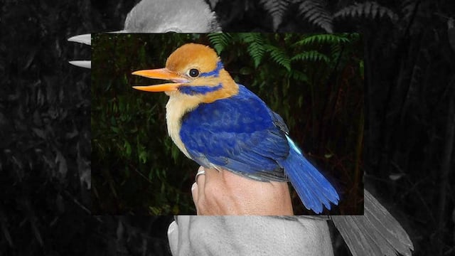 Tras 20 años de búsqueda, una de las aves más raras del mundo fue retratada y posteriormente sometida a "eutanasia" para recabar más datos científicos.