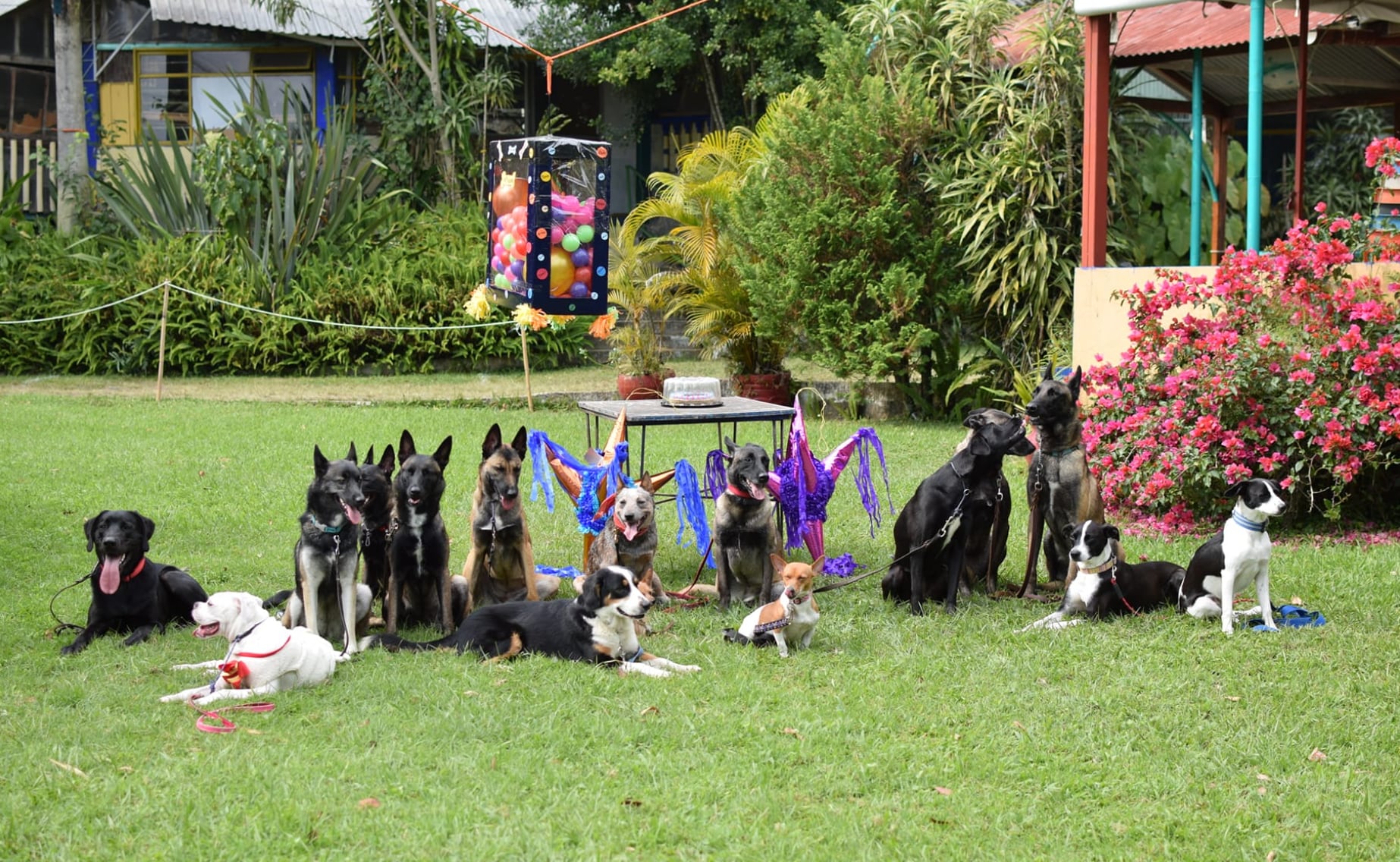 Perritos en pastorela